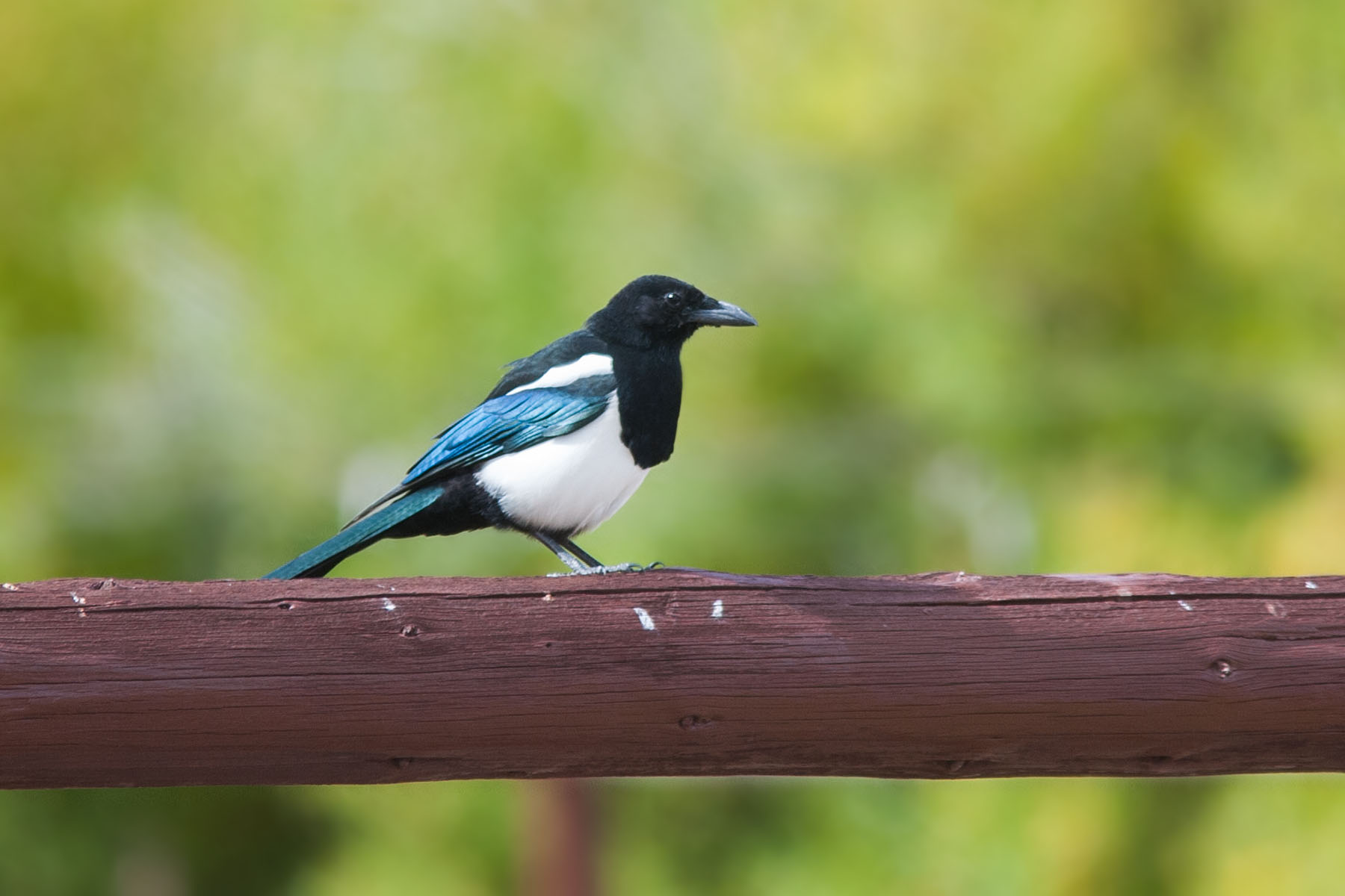 Magpie, Yellowstone.  Click for next photo.