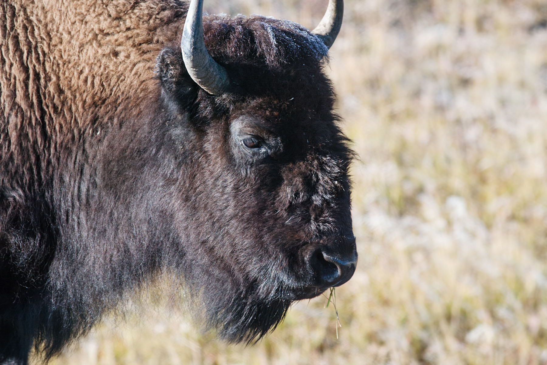 Yellowstone bison.  Click for next photo.