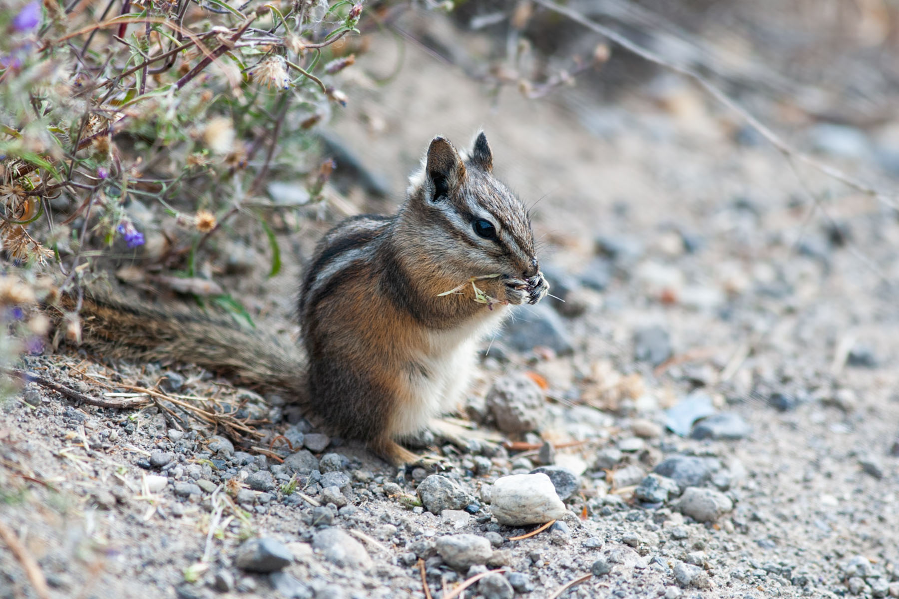A ground squirrel gets a snack.  Click for next photo.