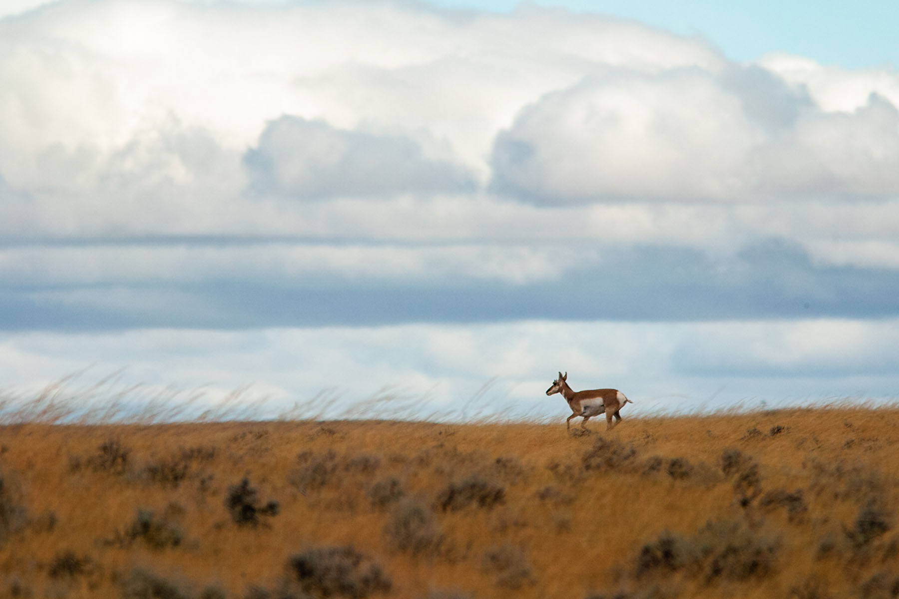 Pronghorn on the move, Montana.  Click for next photo.