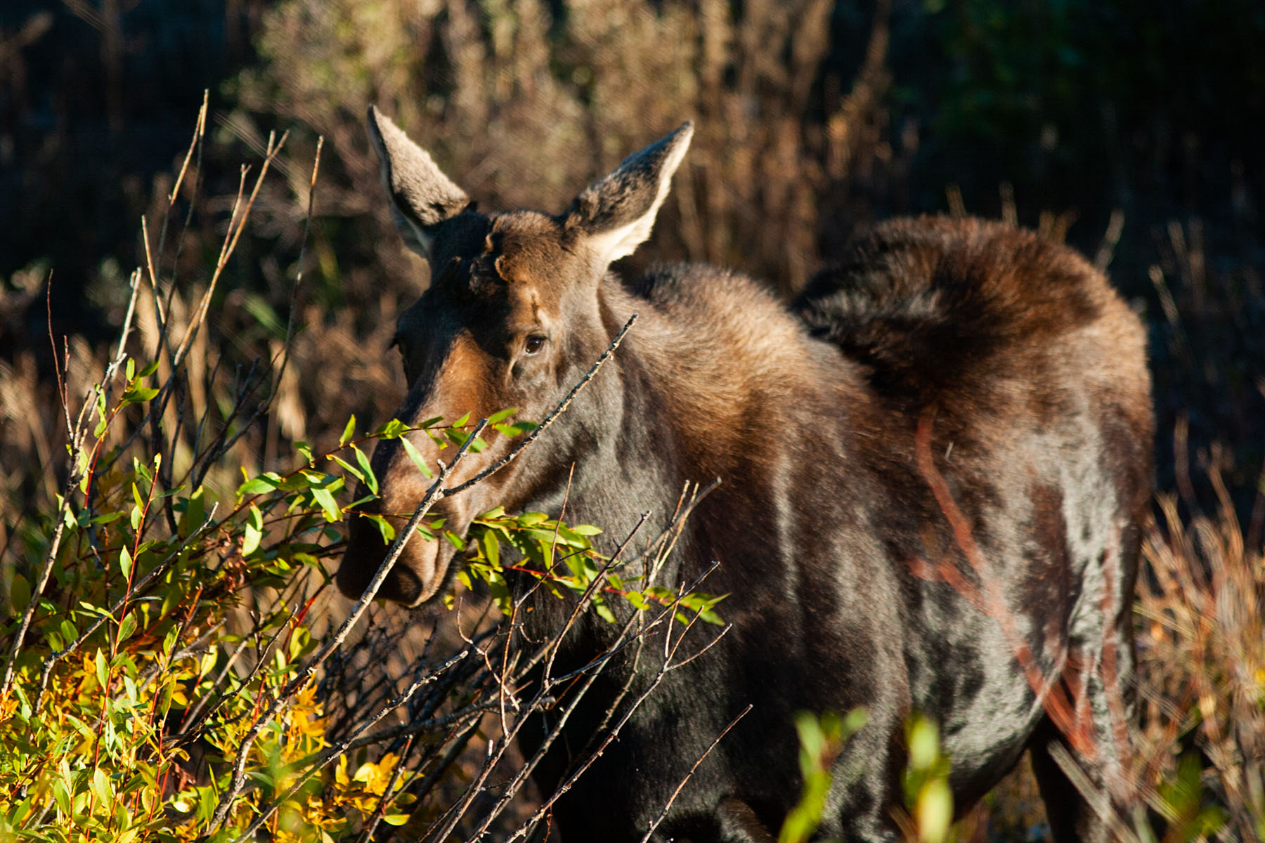 Moose, Grand Teton.  Click for next photo.