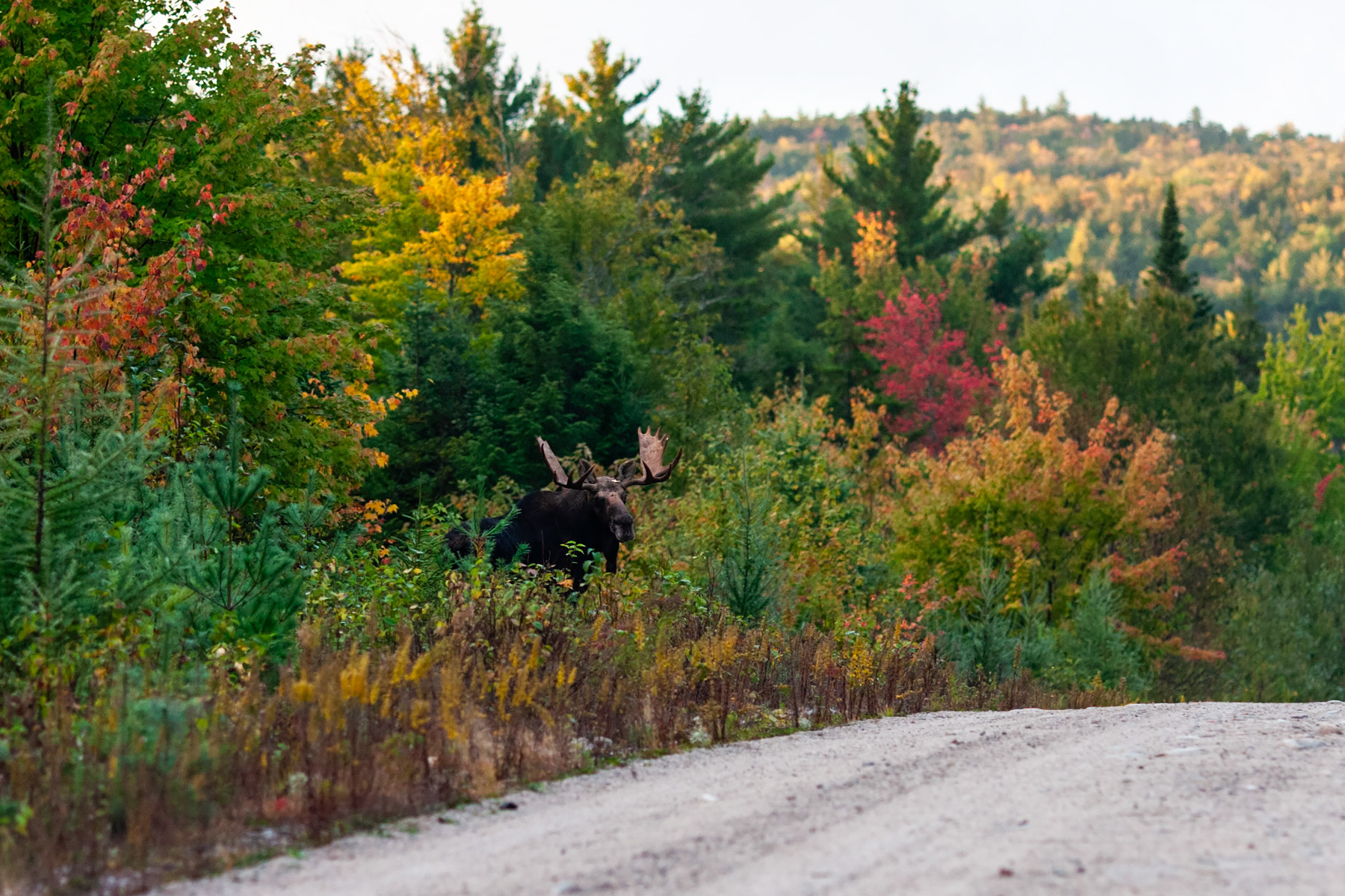 A bull moose shows himself for just a few seconds near Baxter State Park, Maine.  Click for next photo.