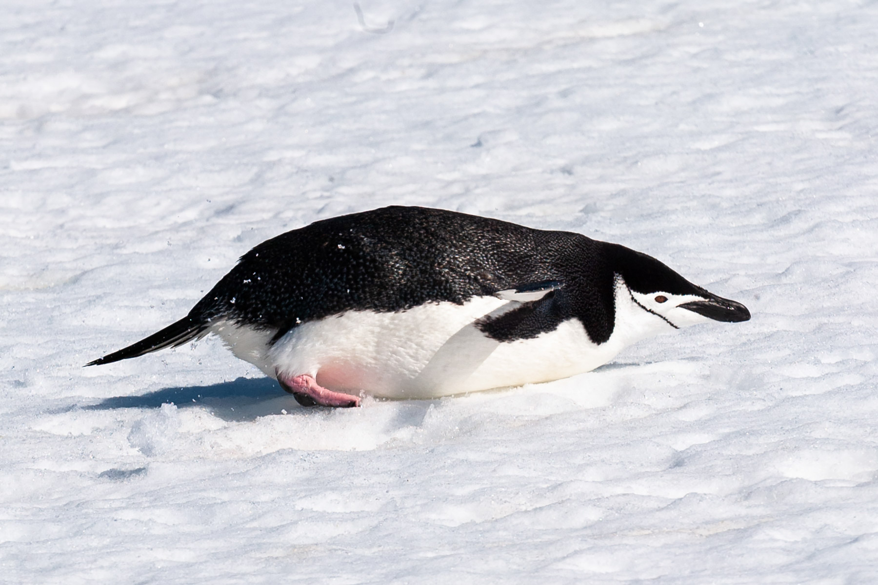 Chinstrap penguin toboggans along, Robert Island.  Click for next photo.