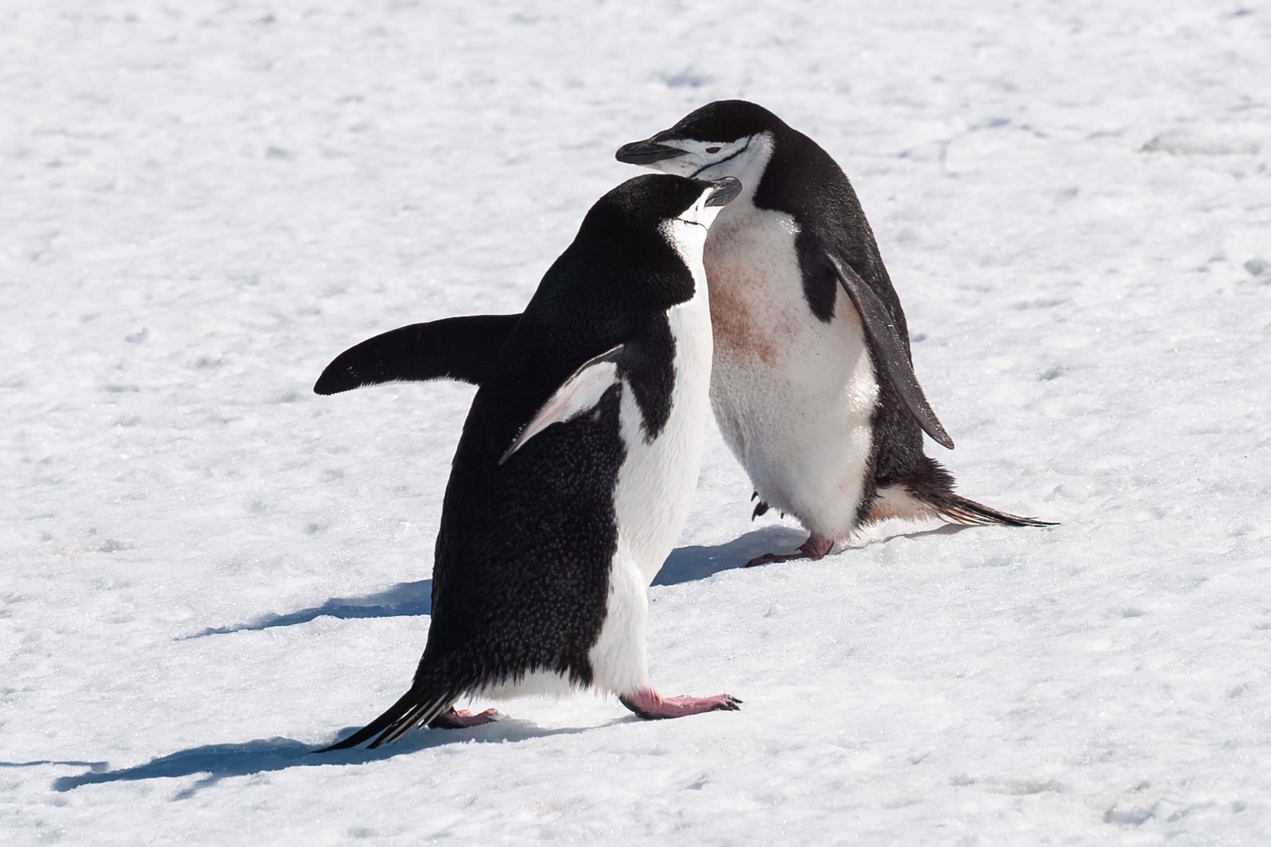 Chinstrap penguins, Robert Island.  Click for next photo.