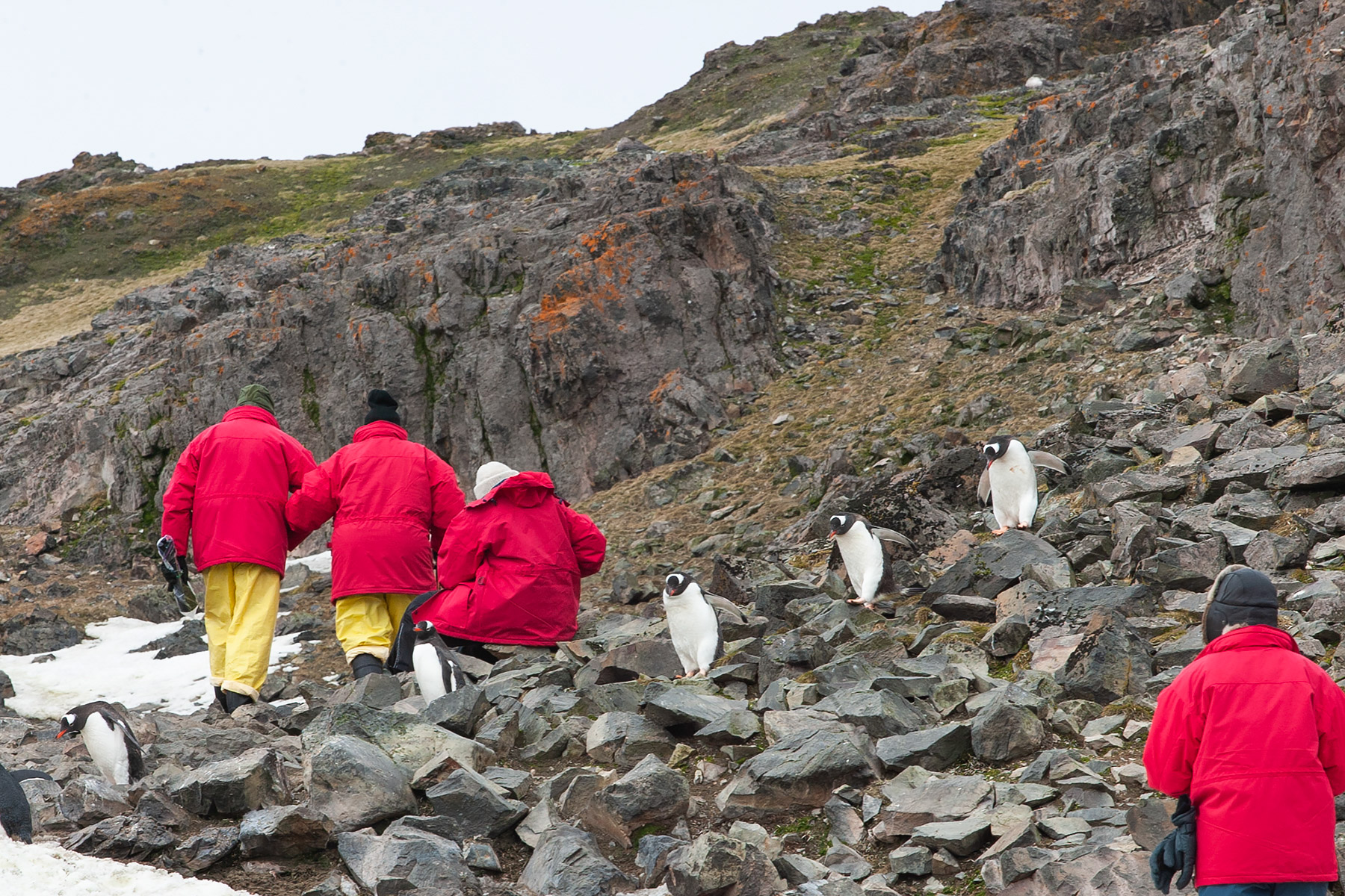 Humans head up as gentoos head down, Hannah Point.  Click for next photo.