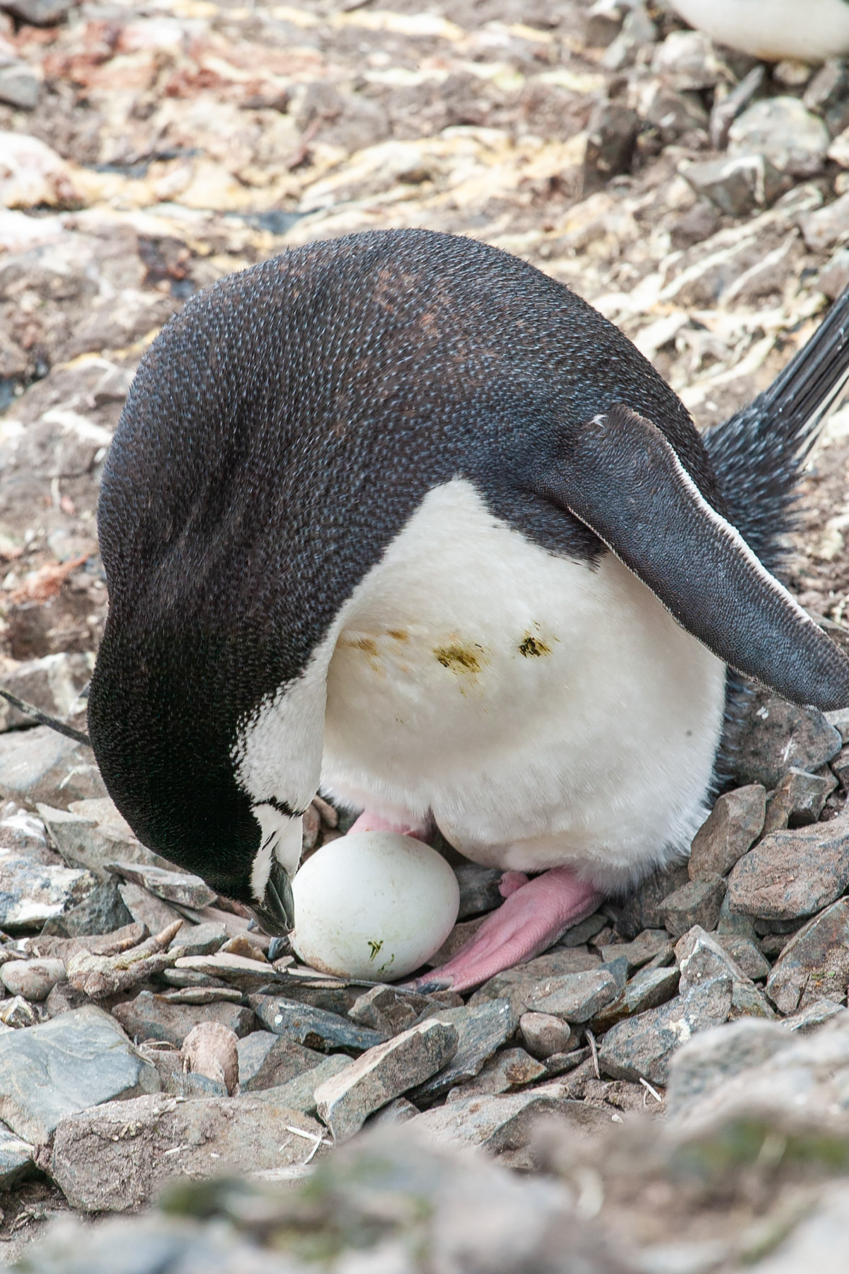 If you are not careful, this is what happens.  Chinstrap with eggs, Hannah Point.  Click for next photo.