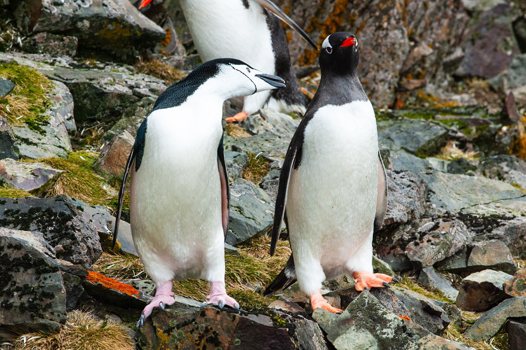 Chinstrap takes a peck at a Gentoo after getting crowded on the trail, Hannah Point.  Click for next photo.