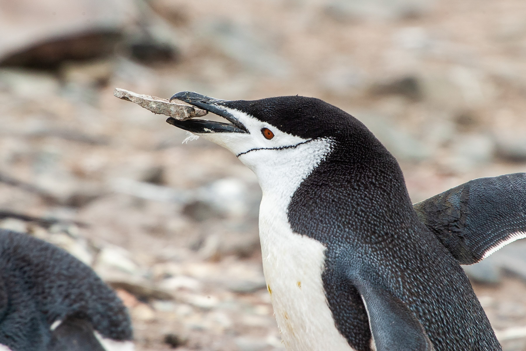 A chinstrap with a rock, Hannah Point.  Click for next photo.
