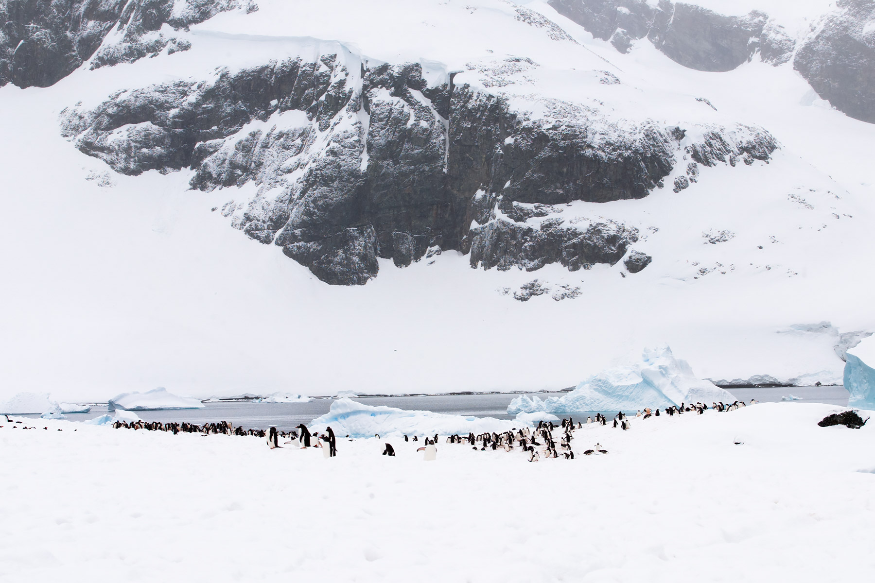 Gentoos, Cuverville Island.  Click for next photo.