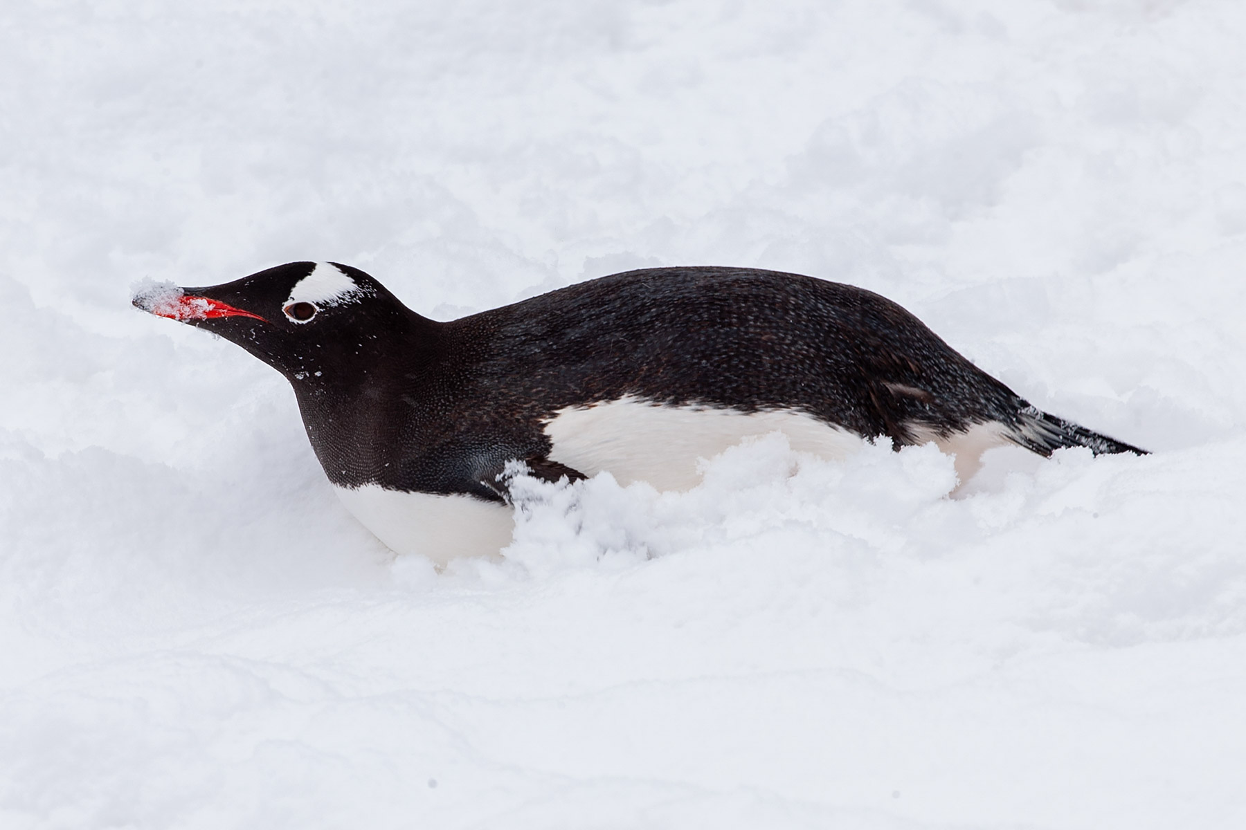 Gentoo, Cuverville Island.  Click for next photo.