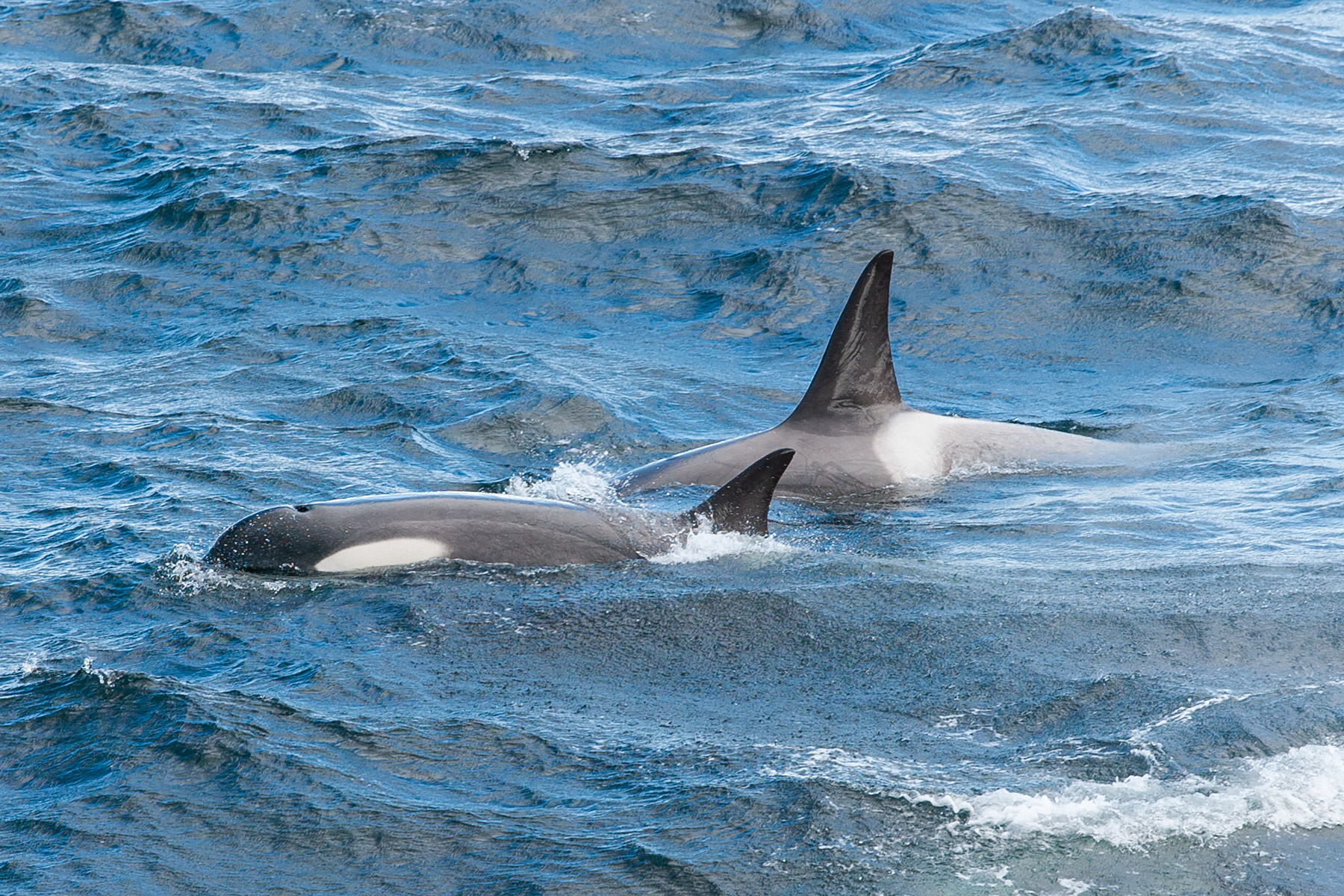 Orcas near the ship as we approach Lemaire Channel.  Click for next photo.
