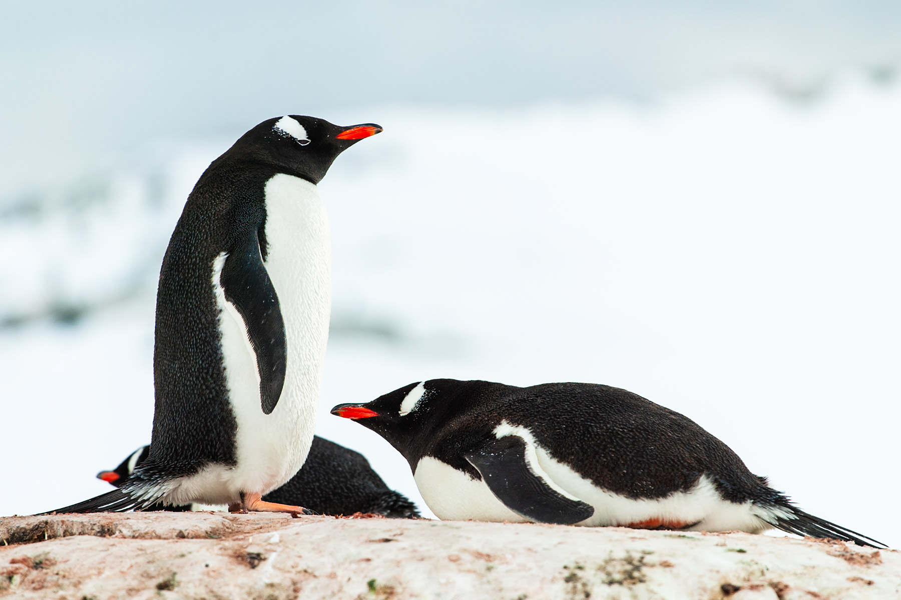 Gentoos at rest, Petermann Island.  Click for next photo.