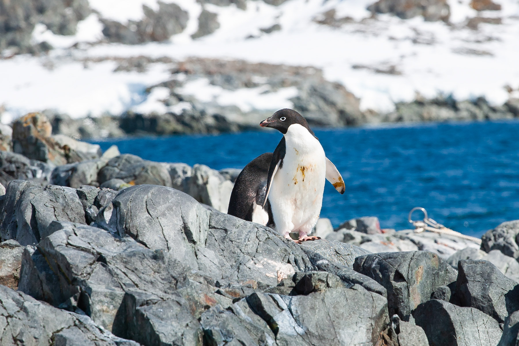 Adelie penguin, Torgersen Island.  Click for next photo.