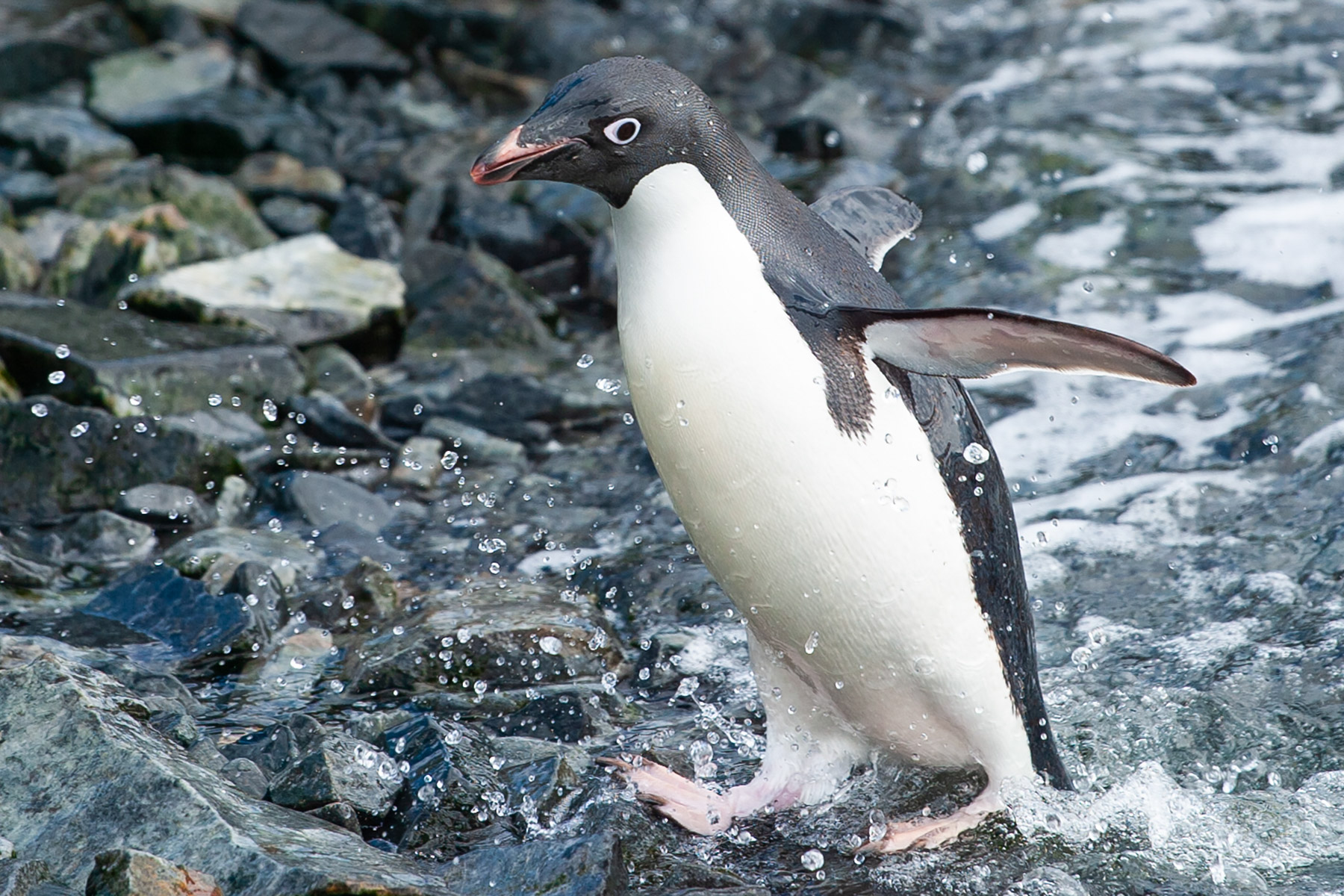 Adelie penguin splashing ashore after a morning swim, Torgersen Island near the US Antarctic Program base at Palmer Station.  Click for next photo.