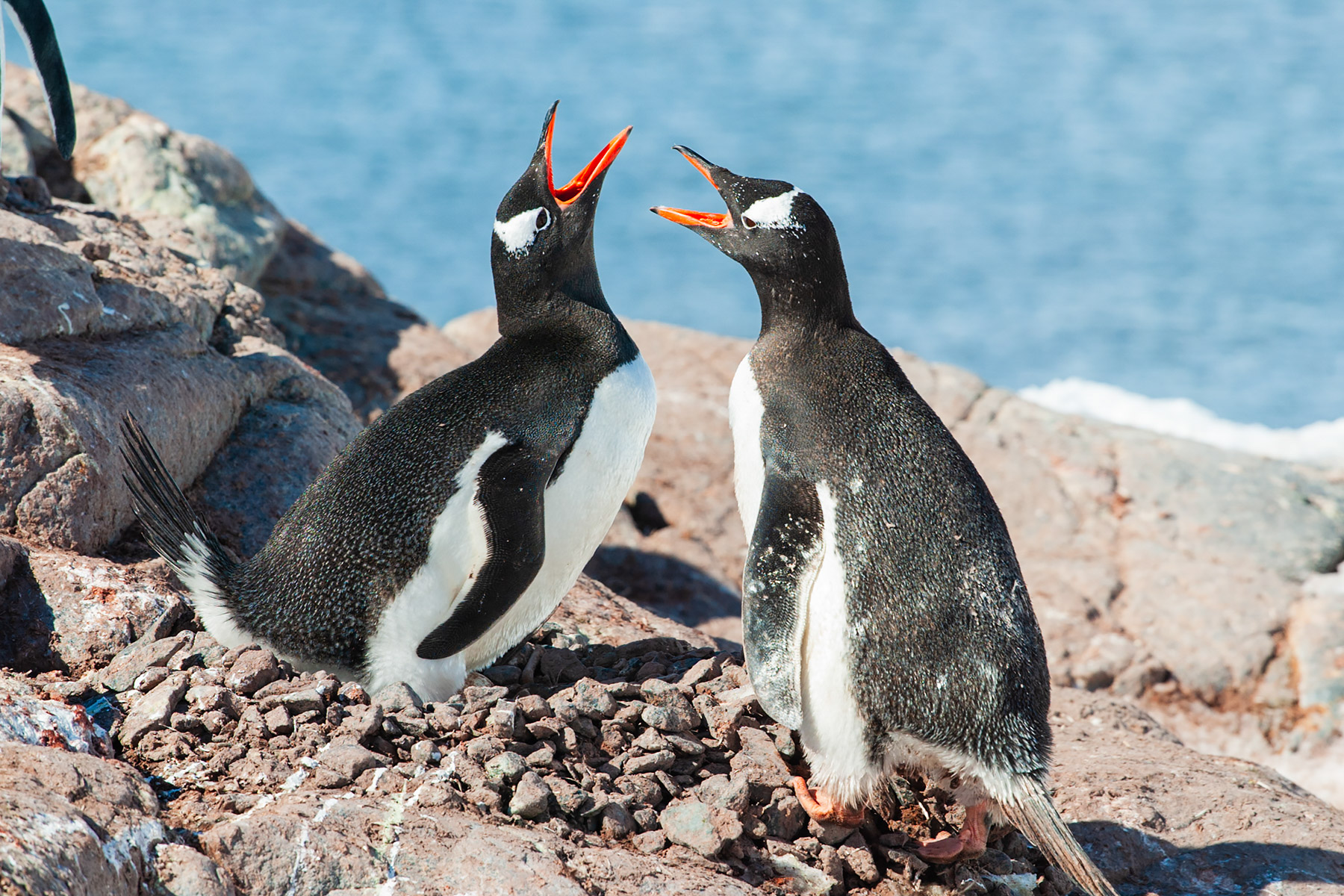 Gentoo penguins greet each other, Jougla Point.  Click for next photo.