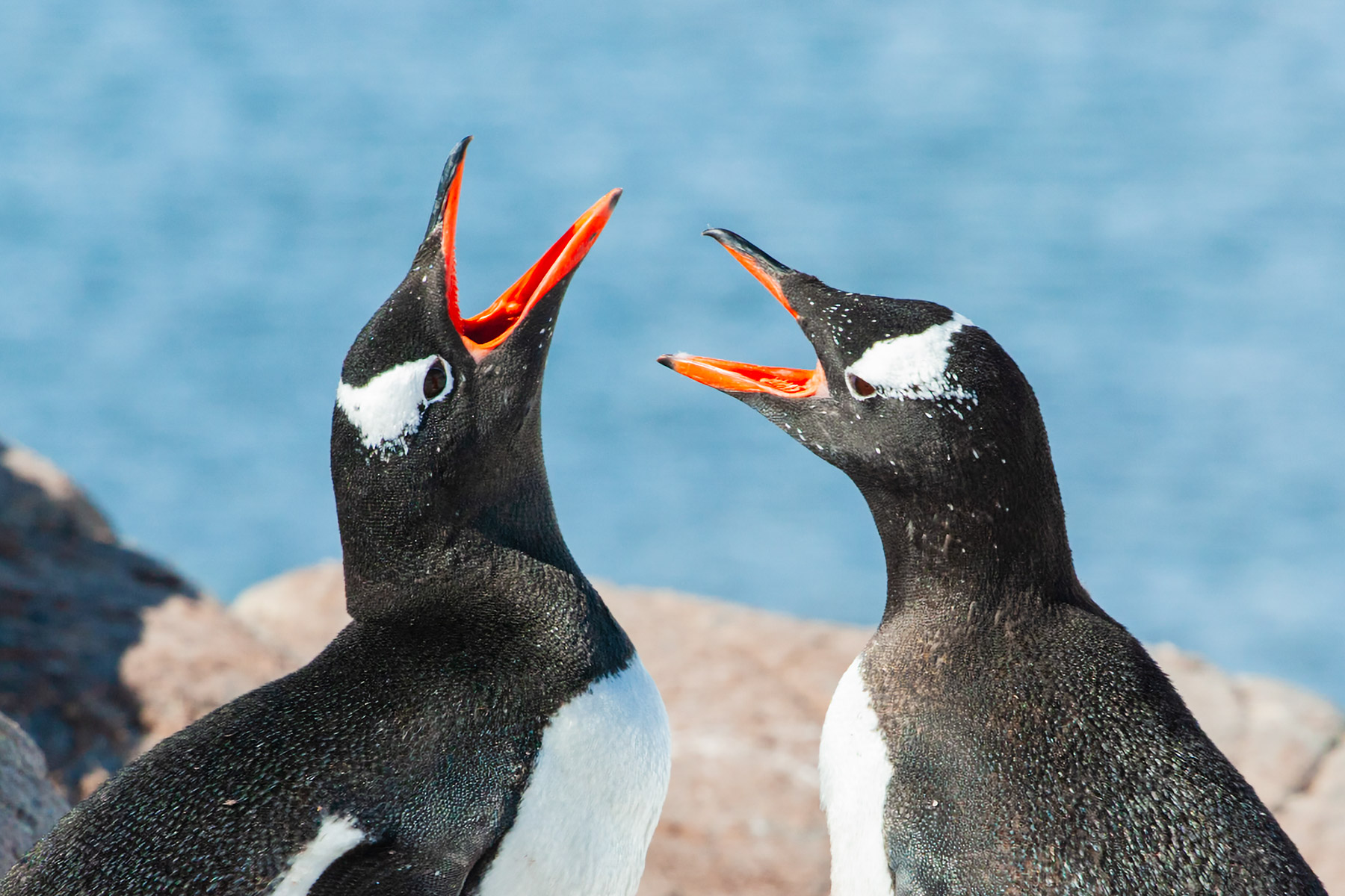 Gentoo penguins greet each other, Jougla Point. (Crop of photo [700].)  Click for next photo.