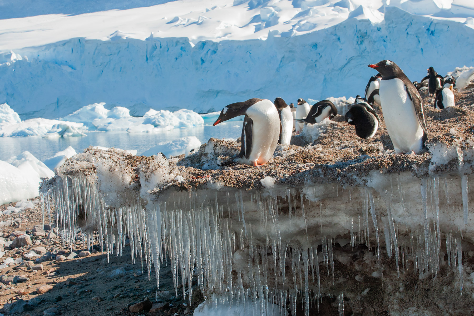 Gentoos look for a way down, Neko Harbor on the Antarctic continent.  Click for next photo.