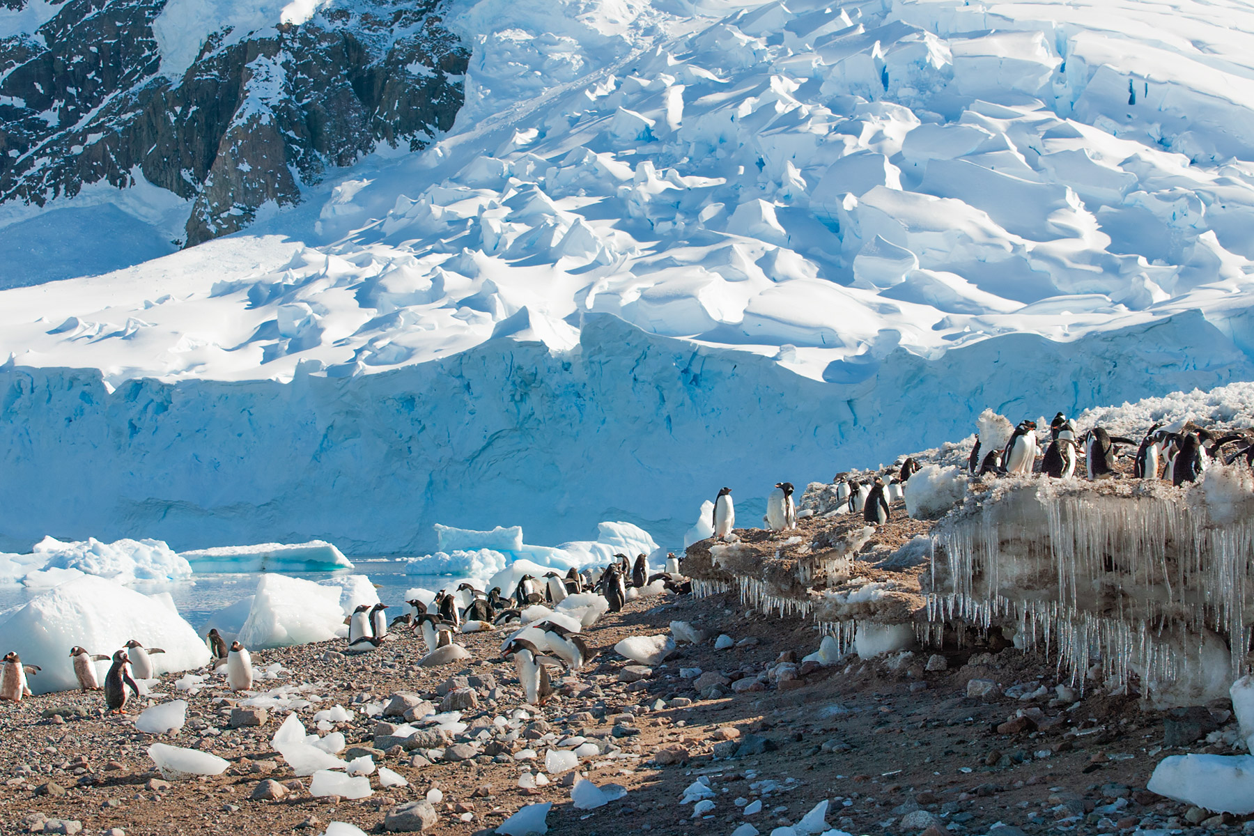 Gentoos at Neko Harbor on the Antarctic continent.  Click for next photo.