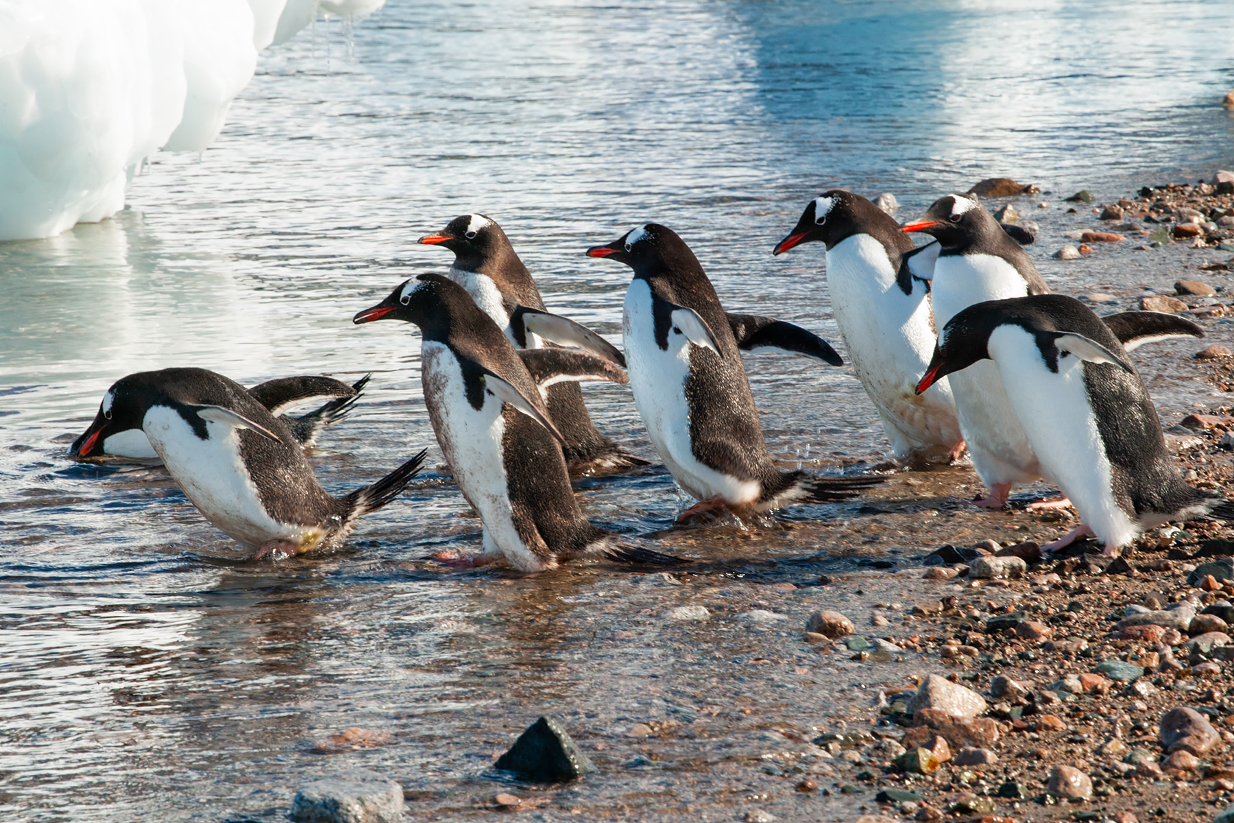 Gentoos going to work, Neko Harbor on the Antarctic continent.  Click for next photo.