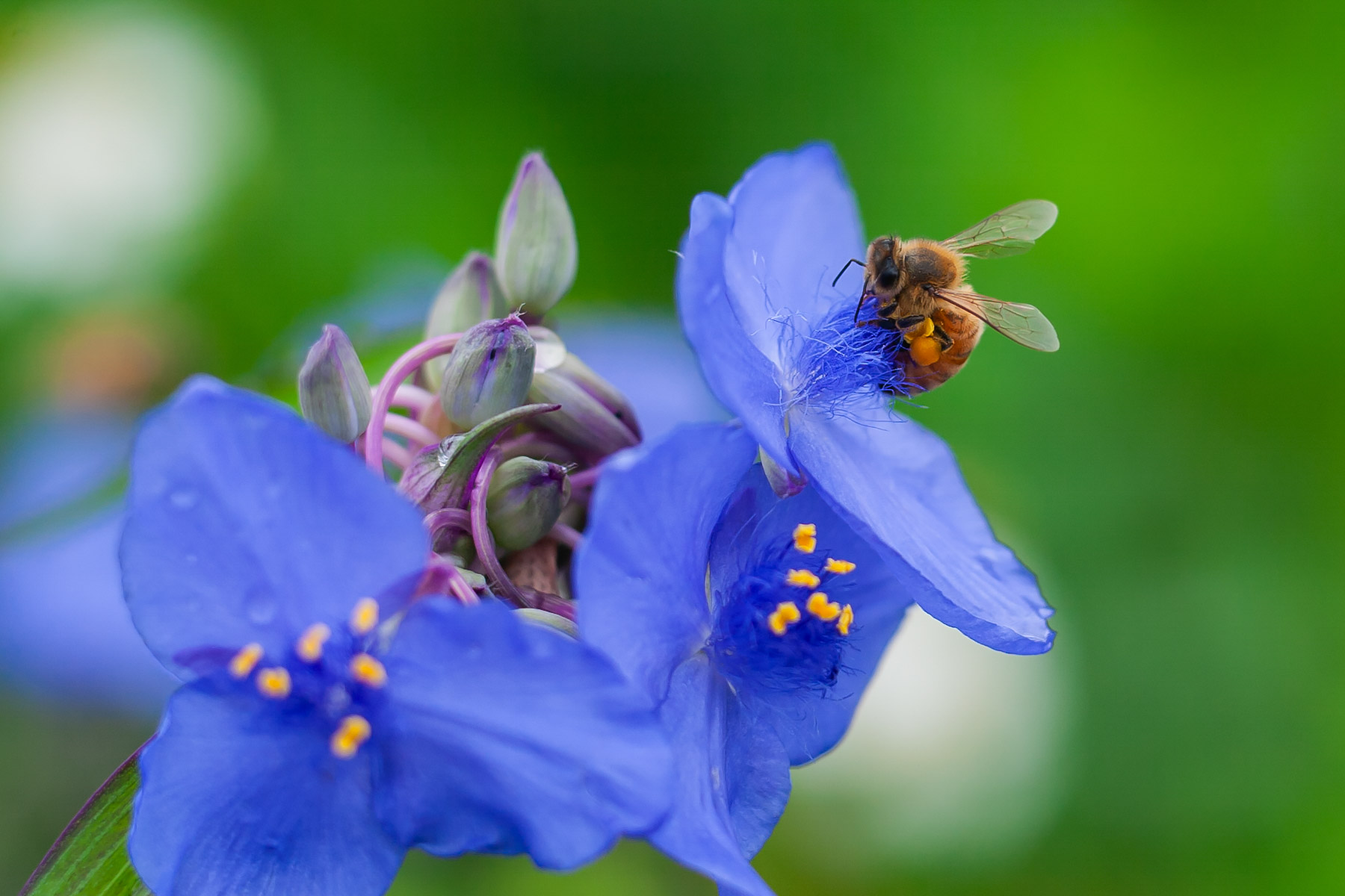 Bee.  Click for next photo.