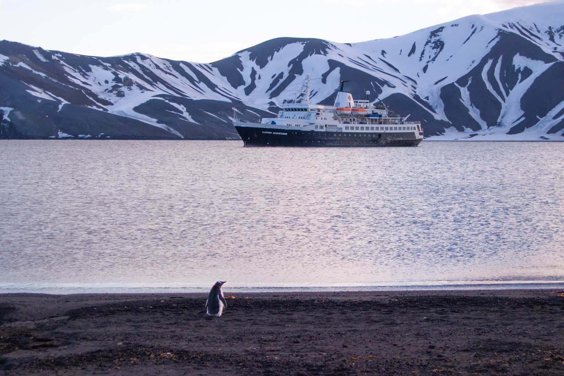 A lone gentoo patrols the beach inside the volcanic crater of Deception Island, late evening.  Click for next photo.