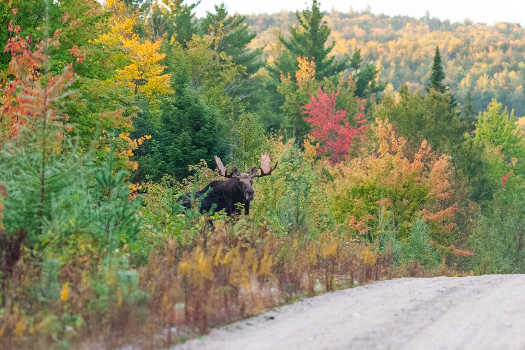 Moose, central Maine.  The only bull moose with antlers I saw on this trip.  Click for next photo.