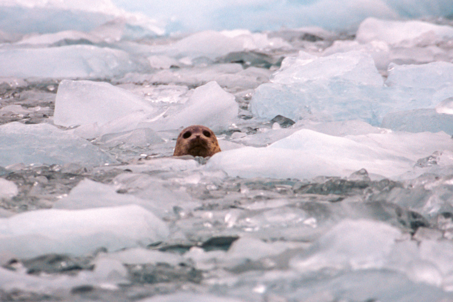 Seal hides in the floating ice.  Click for next photo.