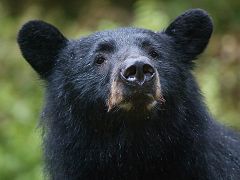 Alaska black bear