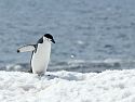 Chinstrap penguin, Robert Island, Dec. 1.