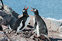 Gentoo penguins greet each other, Jougla Point, Dec.4, 2003.