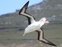 Black-browed albatross, West Point Island, Falklands, Dec. 8.