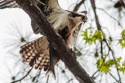 Osprey with a fish, Blackwater NWR, Maryland.