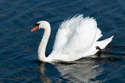 Swan, Rhode Island.