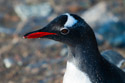 Gentoo penguin just after emerging from the water, Neko Harbor on the Antarctic Peninsula.