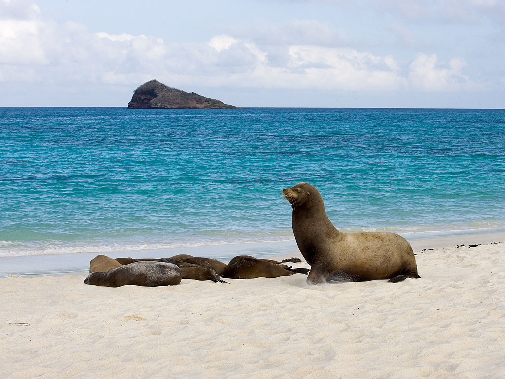 Sea lion, Gardner Bay, Espanola Island, Galapagos.  Click for next photo.