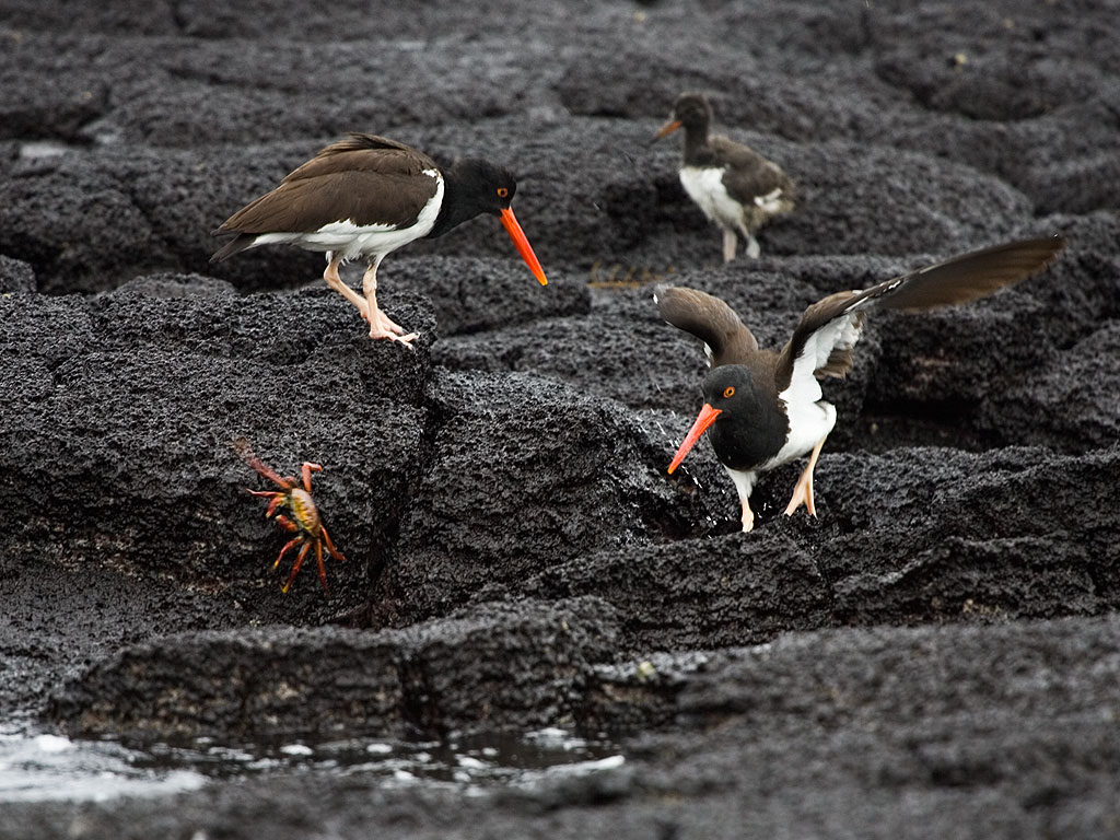 Oystercatchers chasing crabs, Floreana Island, Galapagos.  Click for next photo.