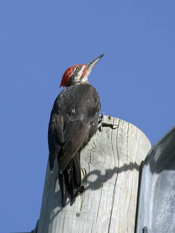 Pileated woodpecker, Quadra Island, British Columbia.  Click for next photo.