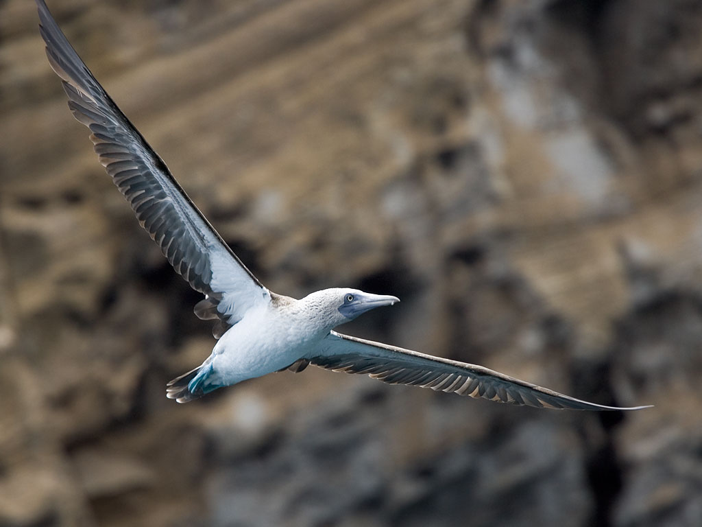 Blue-footed booby, Punta Vicente Roca, Isabela Island, Galapagos.  Click for next photo.