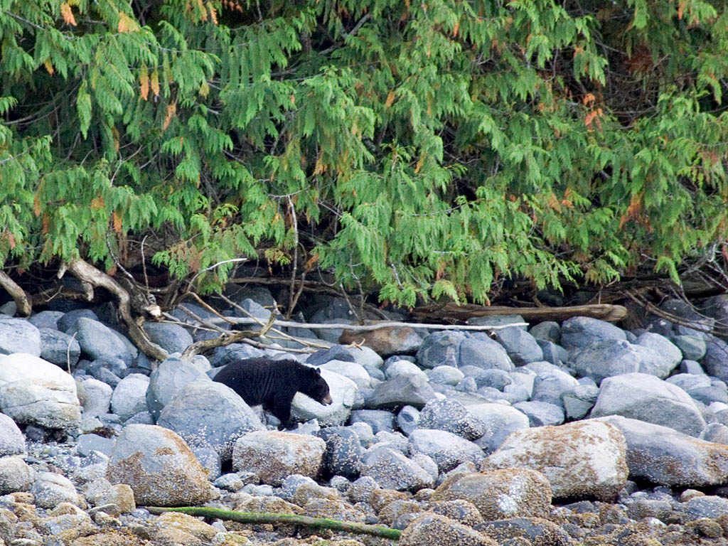 Black bear on the shore near Knight Inlet, British Columbia.  Click for next photo.