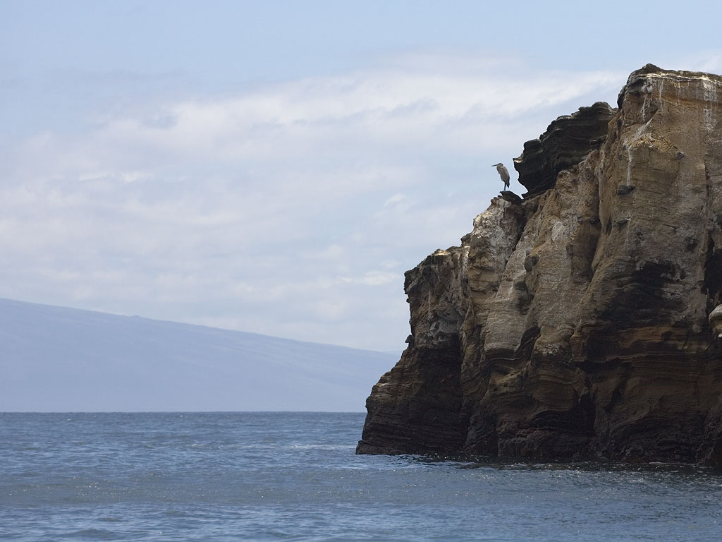 Blue heron, Punta Vicente Roca, Isabela Island, Galapagos.  Click for next photo.