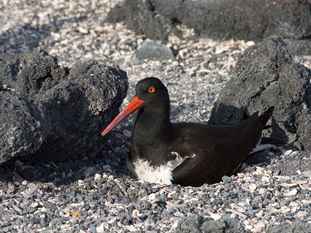 Nesting Oystercatcher, Punta Espinosa, Fernandina Island, Galapagos.  Click for next photo.