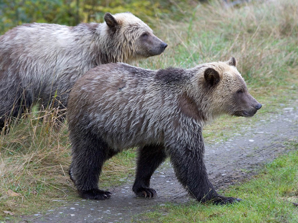 Grizzly bear yearling cubs, Knight Inlet, British Columbia, September 2004.  Click for next photo.