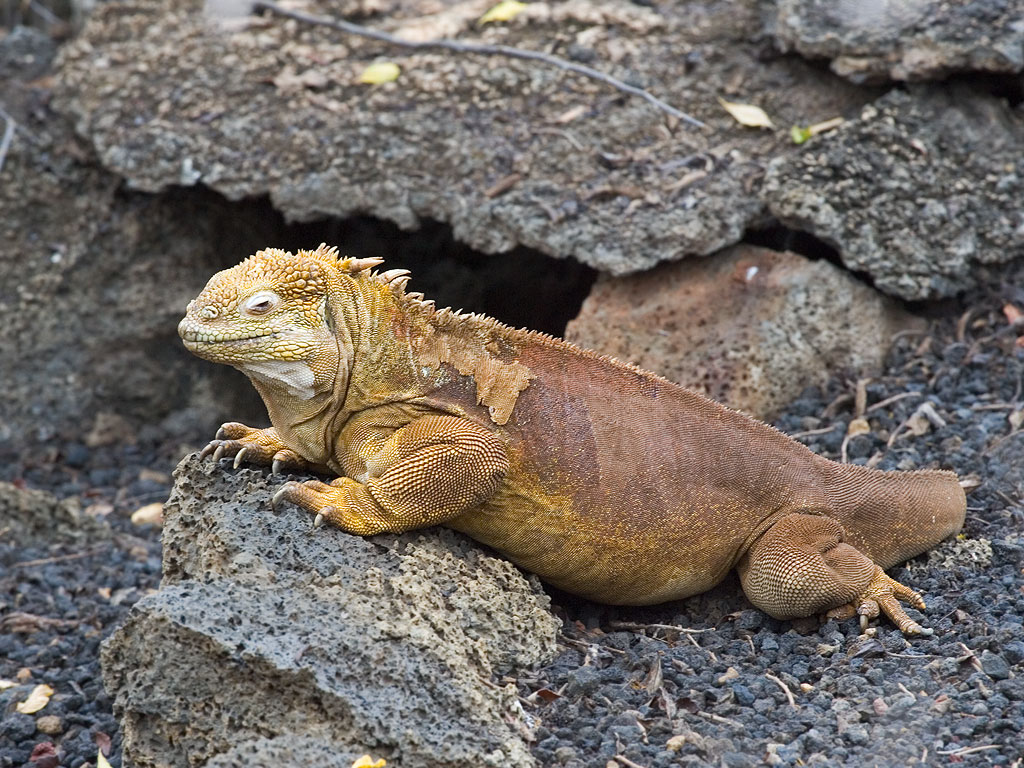 Land iguana, Charles Darwin Research Station, Santa Cruz Island, Galapagos.  Click for next photo.