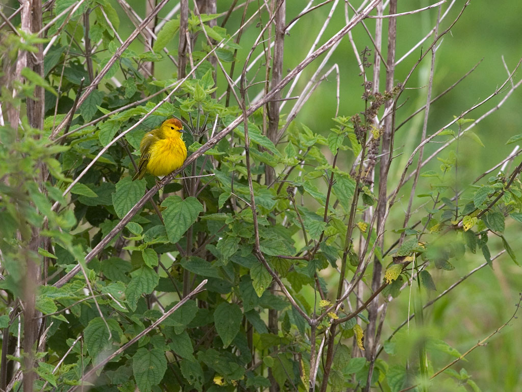 Yellow Warbler, Santa Cruz Island, Galapagos.  Click for next photo.