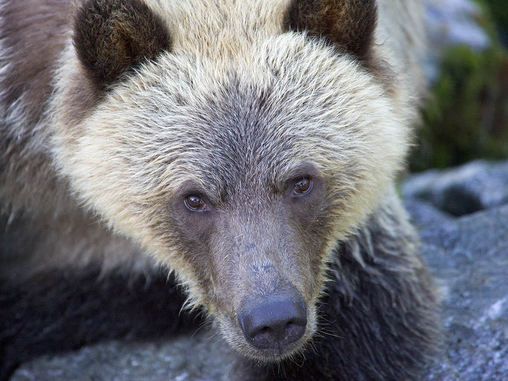 Grizzly bear yearling cub, Knight Inlet, British Columbia, September 2004.  Click for next photo.