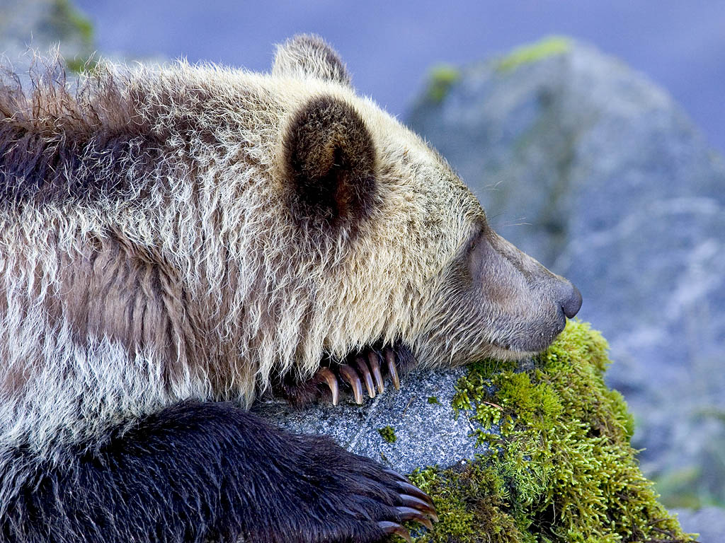 Grizzly bear yearling cub takes a brief rest, Knight Inlet, British Columbia, September 2004.  Click for next photo.