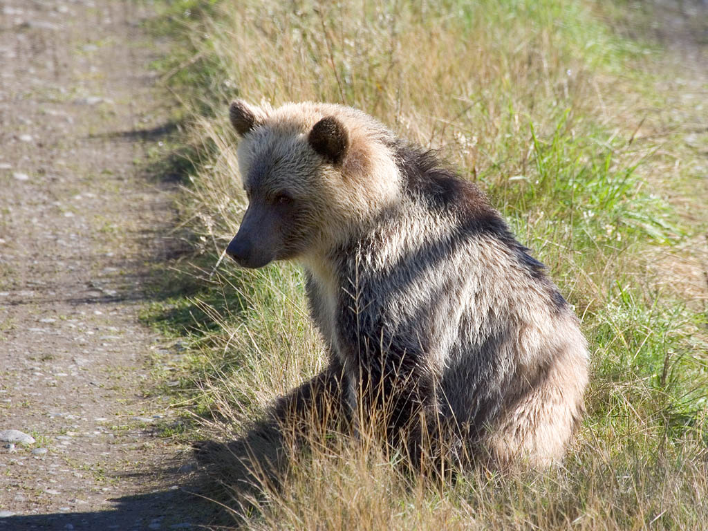 Grizzly bear yearling cub blocks the only road out, Knight Inlet, British Columbia, September 2004.  Click for next photo.