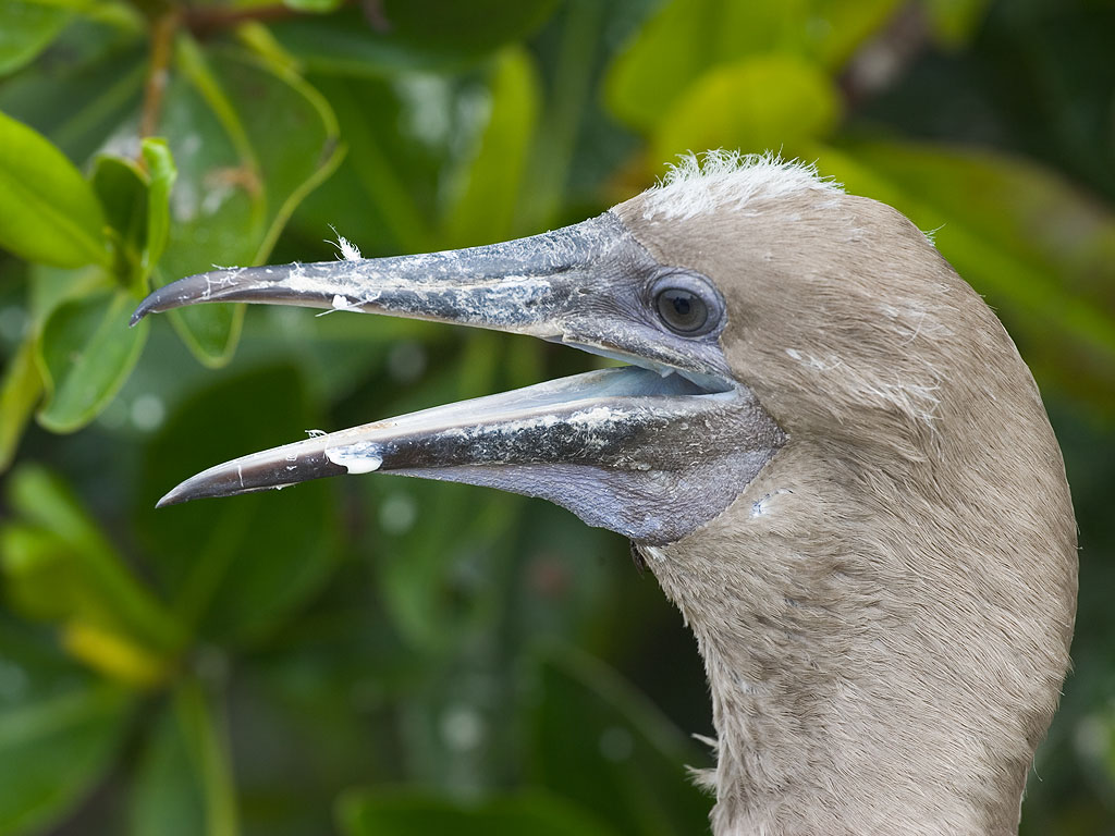 Red-footed booby, Genovesa Island, Galapagos.  Click for next photo.