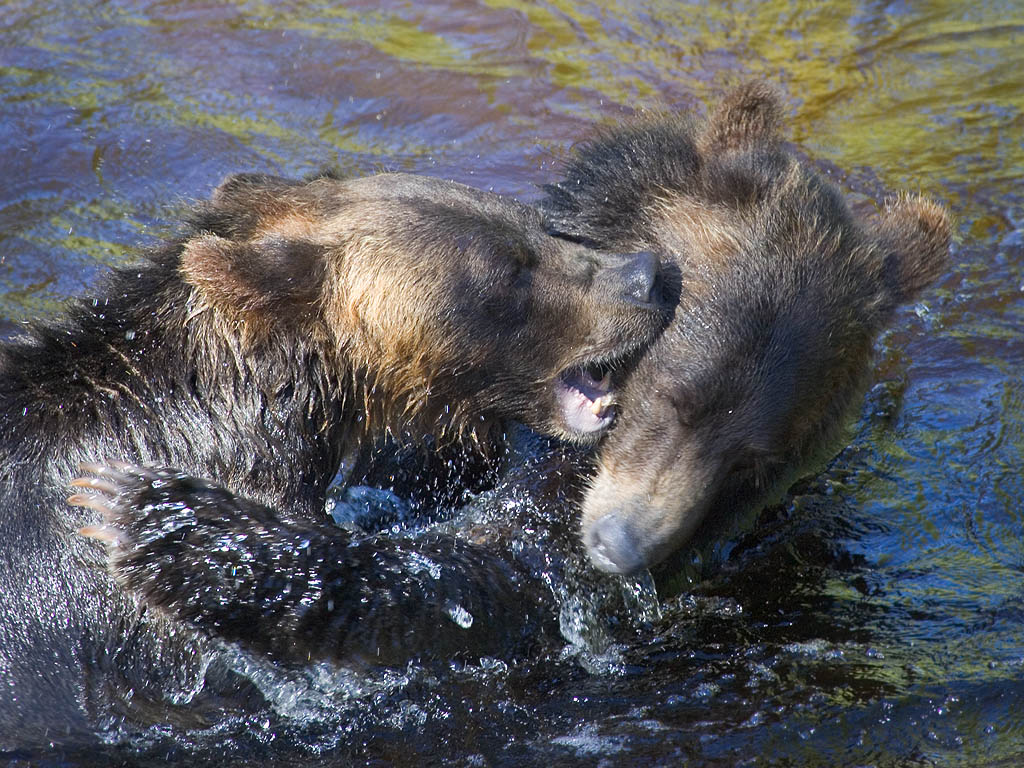 Grizzly bear siblings wrestling, Knight Inlet, British Columbia, September 2004.  Click for next photo.