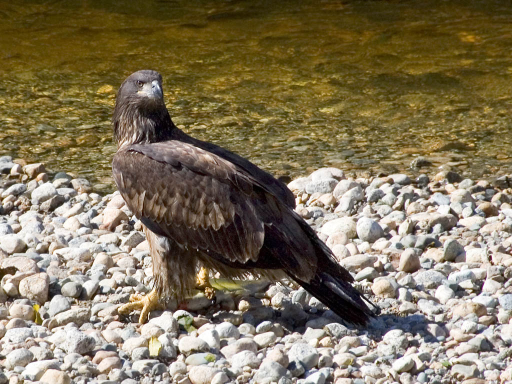 Eagle, British Columbia, September 2004.  Click for next photo.